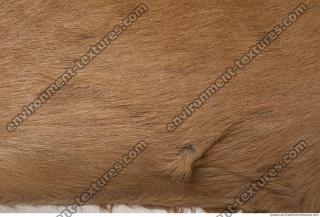 animal skin doe fur 0001